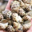 Ốc hương sống, sản phẩm thiên nhiên